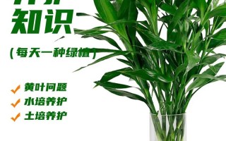 水培富贵竹总烂根？养护秘诀在哪？