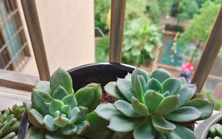 多肉种后几天该浇水？