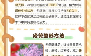 盆栽红梅冬天养殖方法