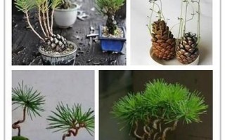 自制盆栽种子怎么选？看图学种步骤详解