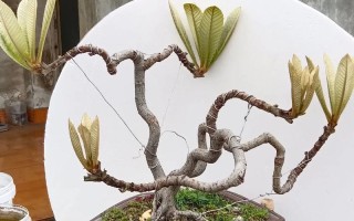 枇杷盆栽几年能结果？