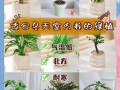 冬天适合养哪些植物盆栽？