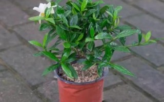 室内盆栽开花植物有哪些？