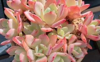 多肉移植后能晒太阳吗？