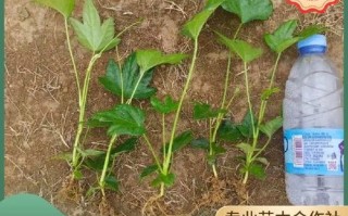 八角金盘水培方法视频