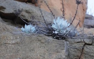 仙女杯多肉品种究竟有多少？