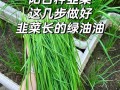 阳台上可以盆栽韭菜吗