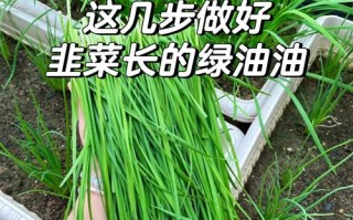 阳台上可以盆栽韭菜吗