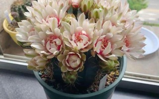 哪些多肉植物会开花？