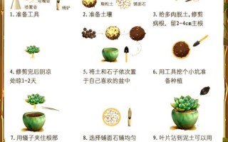 多肉植物怎么养？图片大全教你轻松入门！