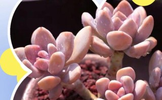 多肉夏季还是冬季更合适养护？