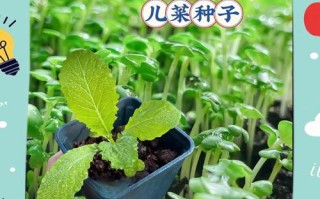 儿童教育盆栽怎么种？