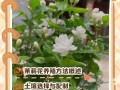 茉莉盆栽视频教程，新手怎么养才开花？