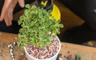 夏天新种多肉几天后可浇水？