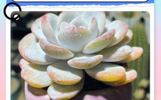 冬天多肉室外如何防冻？