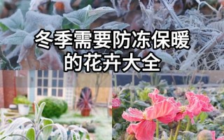 家庭盆栽花草如何安全过冬？