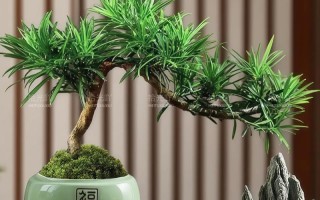 绿植盆栽如何造型更美观？