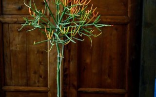 珊瑚多肉干瘪怎么办？