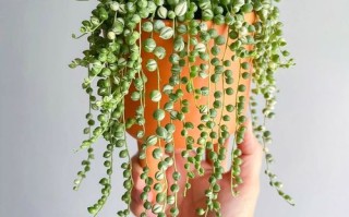 佛珠开花图片欣赏，多肉开花有多美？