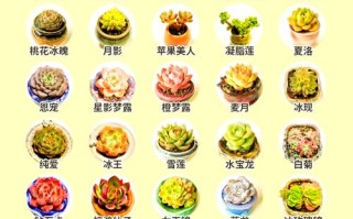 多肉植物图鉴大全集有哪些品种？