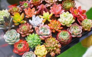 多肉适合种什么？新手怎么选？