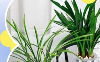 兰花水培可以用土养吗