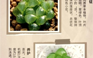 玉露开花后要剪掉吗？