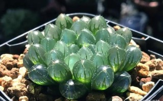 多肉叶片透明了还能救活吗？