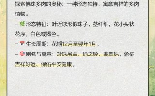 多肉佛珠如何养出饱满状态？