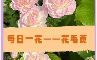 花毛茛盆栽养护要注意什么？