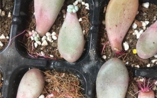 多肉叶插水培可行吗？