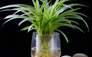 水培吊兰能直接转土培吗？