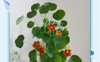 旱金莲盆栽怎么养才好？