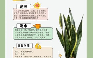 虎皮兰适合水培还是土培