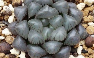 白斑玉露是哪种多肉？