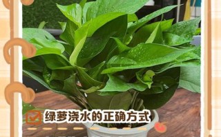 夏天绿萝水培能成功吗？