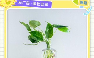 水培绿萝必须用生根粉吗？