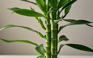 水培观音竹几天能长出新根？