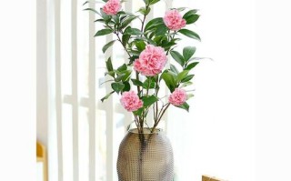 水培茶花和土培，哪个更适合养护？