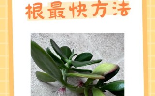 玉树怎么扦插？关键步骤有哪些？