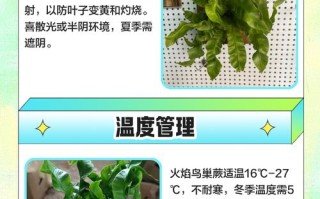 鸟巢蕨水培怎么养才好？