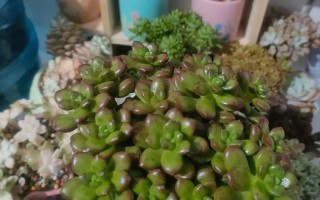 多肉叶子松软是缺水还是生病了？