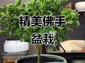 河南盆栽佛手可行吗？
