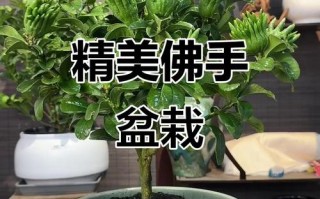 河南盆栽佛手可行吗？