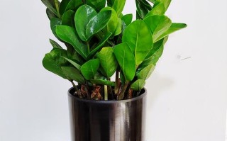 常见盆栽圆叶树木有哪些？