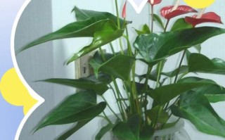 水培红掌到手后怎么养护？