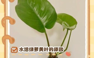 夏天水培绿萝发黄怎么办