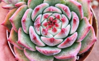 多肉织锦和吉娃娃有何不同？