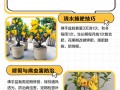 佛手盆栽养护有哪些关键注意事项？