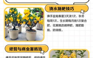 佛手盆栽养护有哪些关键注意事项？